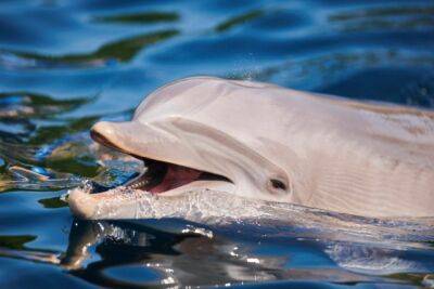Немає чим годувати: У Севастополі власник дельфінарію викинув чотирьох дельфінів у море