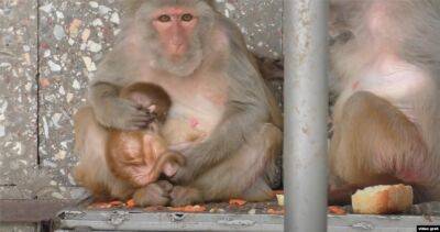 ВОЗ переименует оспу обезьян в Mpox, чтобы не стигматизировать обезьян