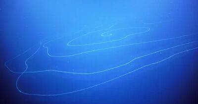 Конкурент Ктулху. В глубине океана обнаружили гигантское 45-метровое чудище с щупальцами (фото)
