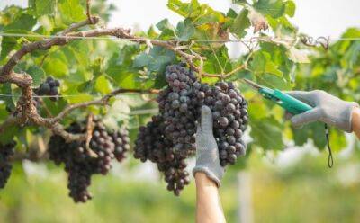 На Кипре появится профсоюз виноградарей?