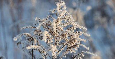 Ночные морозы до -14°С и гололедица ожидаются в Беларуси 1 декабря