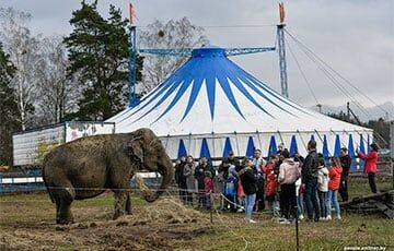 «Нечем кормить слона»: итальянские циркачи застряли под Слуцком