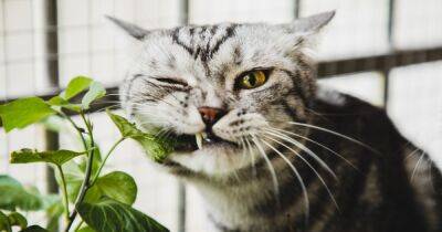Как отучить кошку есть комнатные растения: проверенные методы