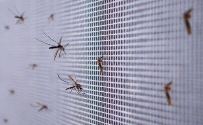Кипр активизирует борьбу с комарами
