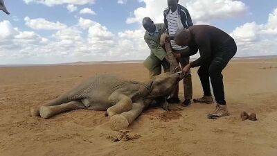 В Кении погибли сотни животных