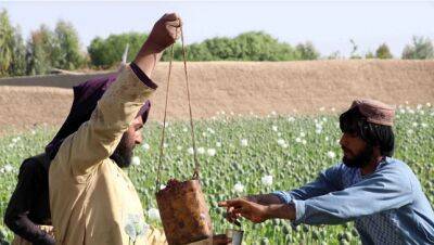 ООН: при талибах посевы опийного мака в Афганистане увеличились на треть