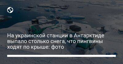 На украинской станции в Антарктиде выпало столько снега, что пингвины ходят по крыше: фото
