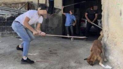 Убить собаку за 20 шекелей: в палестинском Хевроне объявлена охота на бродячих животных