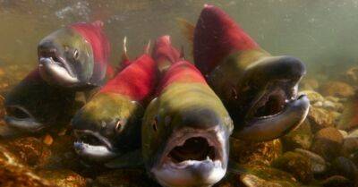 Усилен контроль за нерестом лосося и форели в латвийских водах