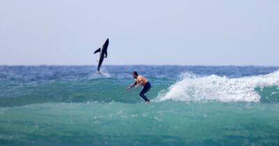 "Фото всей жизни": в Сан-Диего акула выпрыгнула из волн рядом с серфингистом