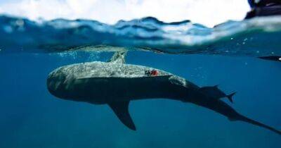 Свирепые экскурсоводы океана. Тигровые акулы показали самый большой в мире подводный лес - focus.ua - Украина - Багамы