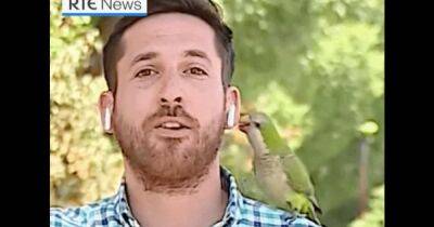 Попугай похитил наушник AirPods у телеведущего во время репортажа об ограблении (видео)
