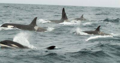 Уже вторая: киты-убийцы потопили лодку у побережья Португалии (фото)