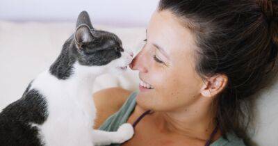 Мяуканье, мурлыканье, рычание: как понять, что хочет сказать кошка