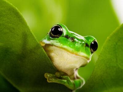 "Воздержитесь от лизания". Служба национальных парков США просит посетителей перестать лизать жабу, вызывающую галлюцинации