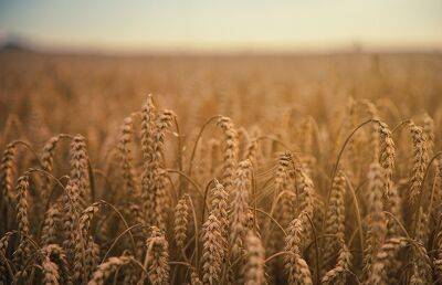 Украина решила подключить порт Николаева к поставкам продукции по зерновой сделке