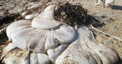 Безликое нечто или гигантский желудок: ученые не могут идентифицировать "каплю" на пляже Корнуолла
