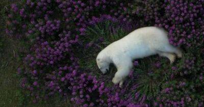 Как принцесса из сказок. Грозный полярный медведь задремал в кровати из цветов (видео)