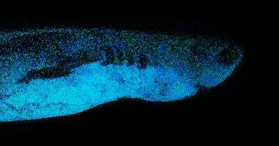 Святой Грааль подводного мира. Ученые наконец-то встретили акулу, светящуюся в темноте (фото)