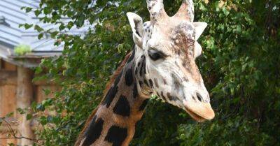 В Рижском зоопарке умер жираф Кими