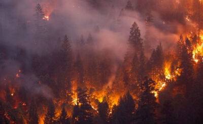 Ученые: риски возникновения лесных пожаров возрастают по всему миру