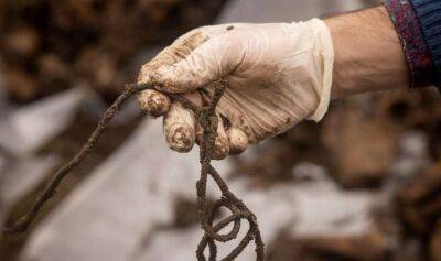 На Херсонщині виявили могилу з тілами людей зі зв'язаними руками та заклеєними очима