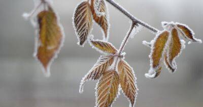 Погода в Украине на 1 декабря: Мороз и сильный ветер (КАРТА)