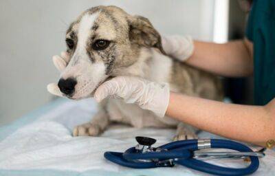 В Торжке введен карантин по бешенству из-за заболевшей собаки