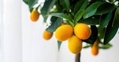 Солнце на подоконнике. Как вырастить апельсин из косточки в домашних условиях - focus.ua - Украина - Вашингтон