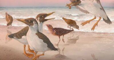 Вестник хаоса. Птица, жившая 66 млн лет назад, перечеркнула все, что мы знали об эволюции пернатых