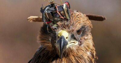Индия и США следят за армией Китая с помощью птиц с дешевыми камерами (видео)