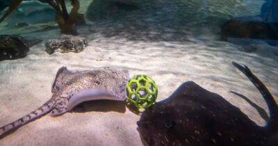 Подводный мундиаль. В Лондонском аквариуме скаты владеют мячом не хуже футболистов (фото)