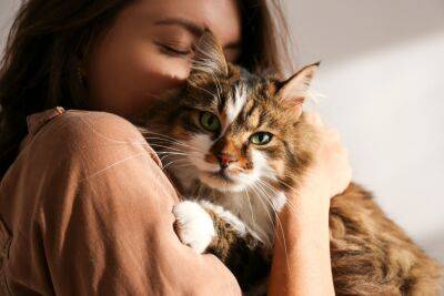 Паразит, живущий в кошках, управляет поведением заразившихся