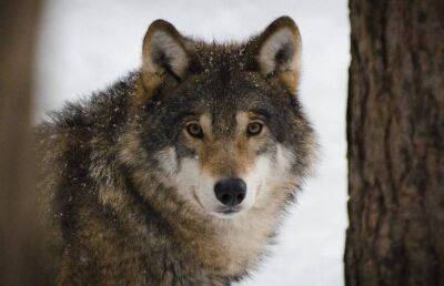 Бешеного волка обезвредили милиционеры в Ветковском районе