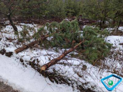 На Харьковщине уже ловят «елочных браконьеров»: что им грозит (видео)