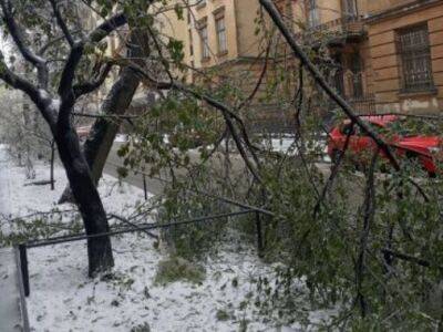 Во Львове в течение дня упало больше ста деревьев – горсовет