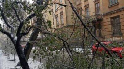 Во Львове из-за непогоды упали более сотни деревьев, повреждено 10 машин - горсовет