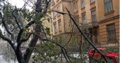 Ненастье поломало деревья и частично обесточило Львов (ФОТО)