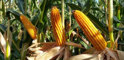USDA зробило негативний прогноз ринку кукурудзи України на 2023