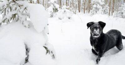 Снежный покрыв в Кулдиге достиг 40 сантиметров. В районе Талси — критическая ситуация на дорогах