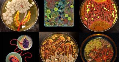 От верблюдов до одуванчиков. Ученые создают невероятные "живые" картины из микробов (фото)