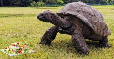 Старейшая в мире черепаха Джонатан отметила свое 190-летие (фото, видео)
