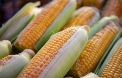 Жителей Тверской области предупредили о зараженной ботулизмом кукурузе