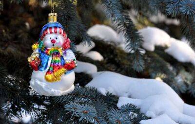 Звідки до Києва привезуть новорічні дерева та скільки вони коштуватимуть