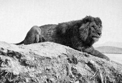 У Марокко виявлені стародавні рештки лева зниклого виду