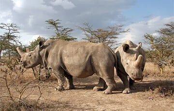 Ученые хотят вырастить исчезающего носорога из кусочка его кожи