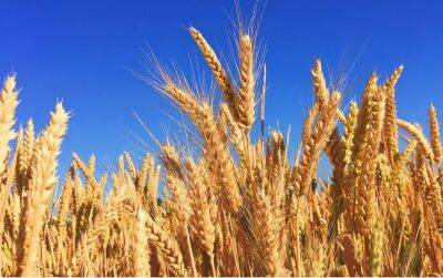 Финляндия увеличит неприкосновенный запас зерна