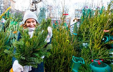 Озвучены цены на новогодние елки в Беларуси
