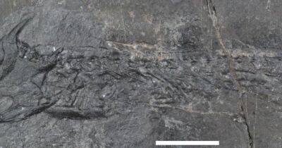 Кто "сварил" кости древних рыб и земноводных 300 млн лет назад: ученые наконец-то нашли ответ