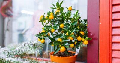 Как вырастить мандарины на подоконнике: подсказки для начинающих садоводов